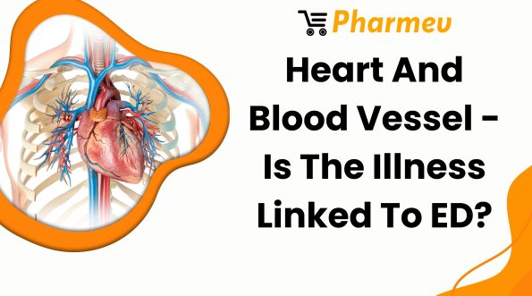 Heart And Blood Vessel - Is The Illness Linked To ED?
