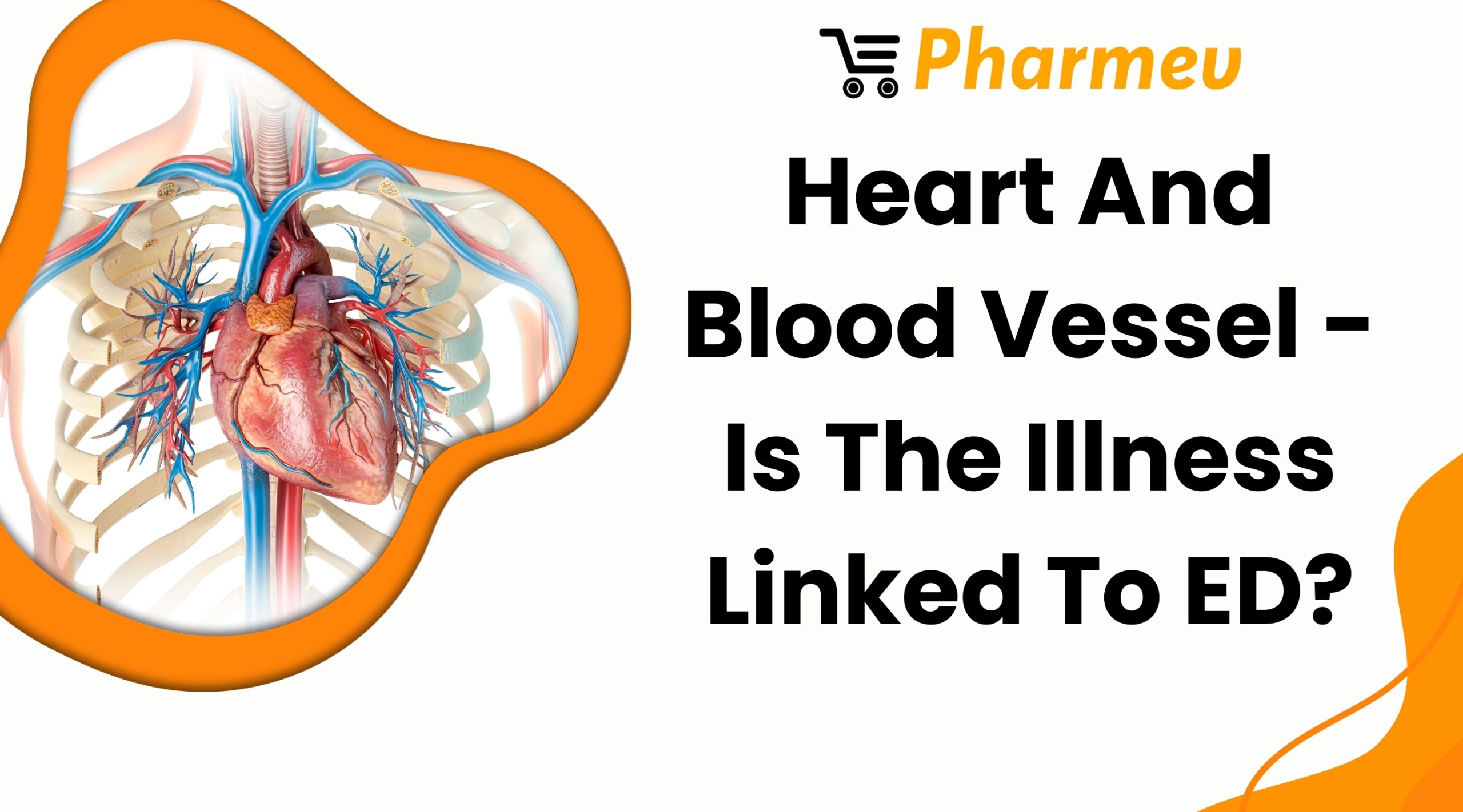 Heart And Blood Vessel - Is The Illness Linked To ED?